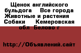 Щенок английского бульдога  - Все города Животные и растения » Собаки   . Кемеровская обл.,Белово г.
